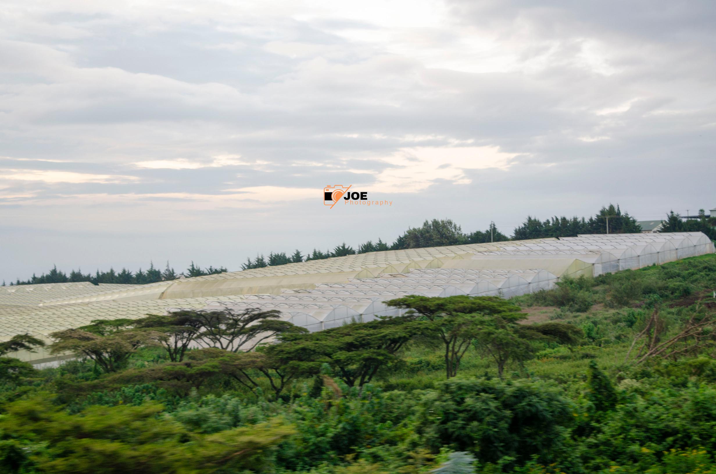 Agricultural Photographer in Kenya