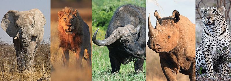 big five animals in masai mara national reserve