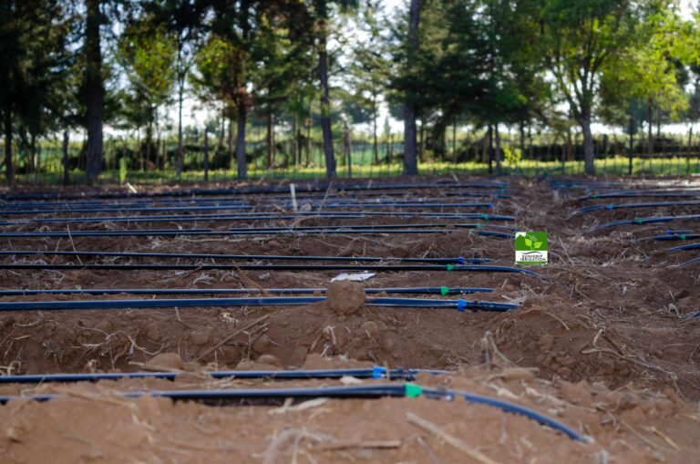 1 Acre Drip Irrigation Photography in kenya (2)