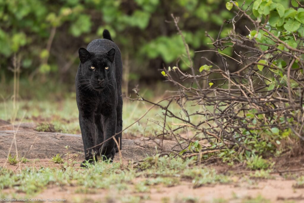 Black Leopard Photo Safari