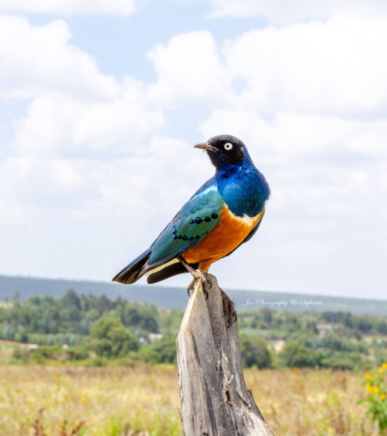 Kenya Photo Tours Packages – The Best Kenya Photo Tours & Safaris