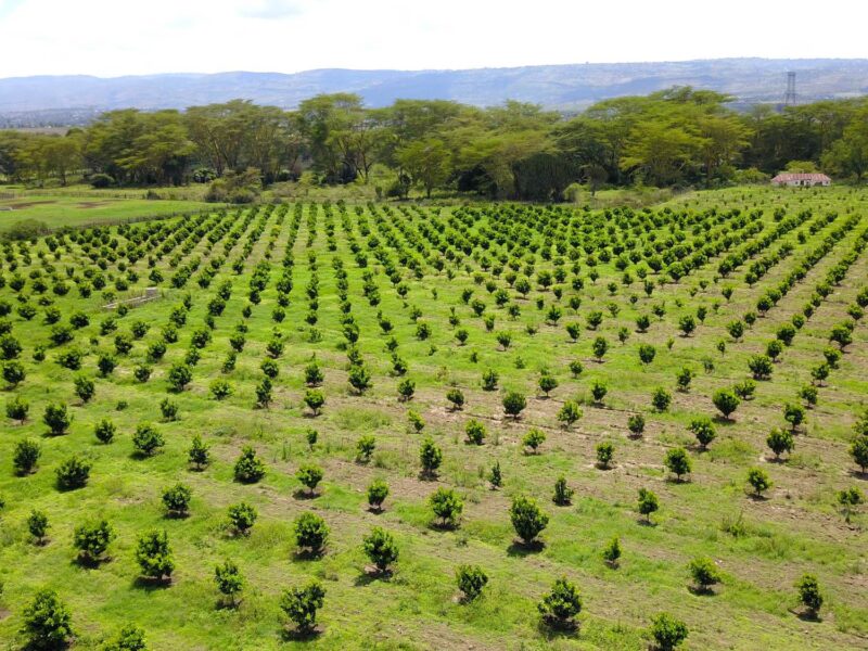 Agriculture Drone Photography in Nakuru (2)