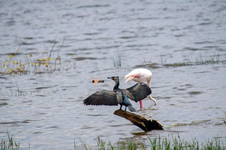 lake baringo birding tour- baringo tour in kenya