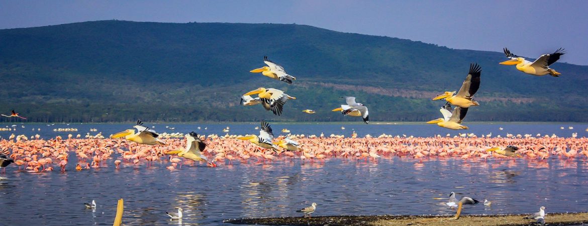 Birding Tours for Seniors in Kenya