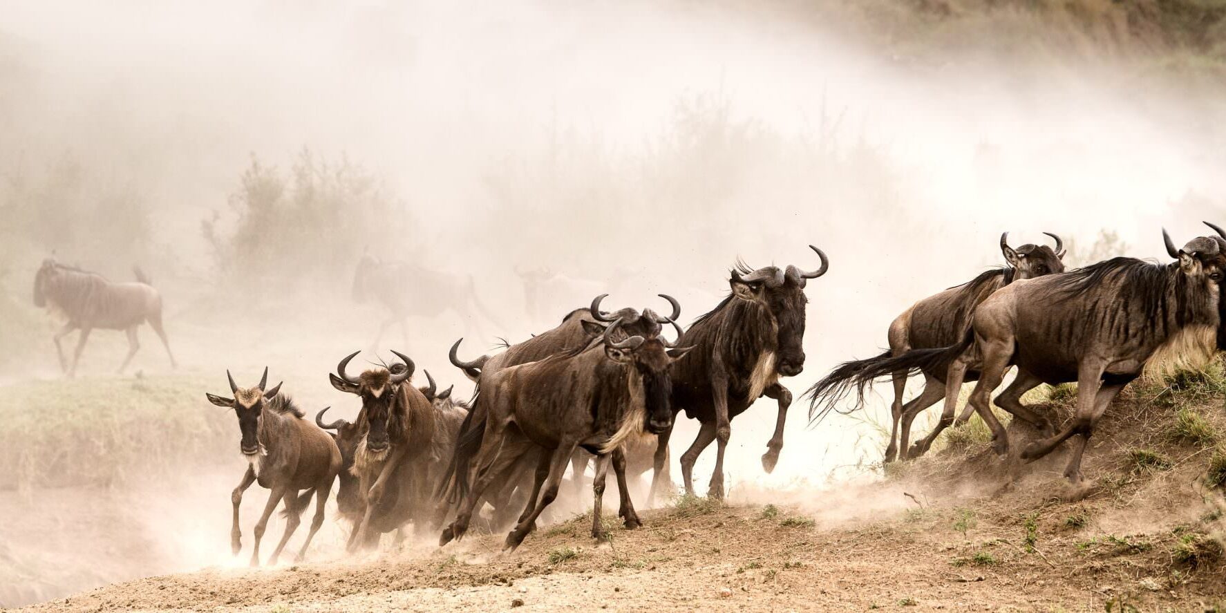 Great Migration in Masai Mara, Kenya
