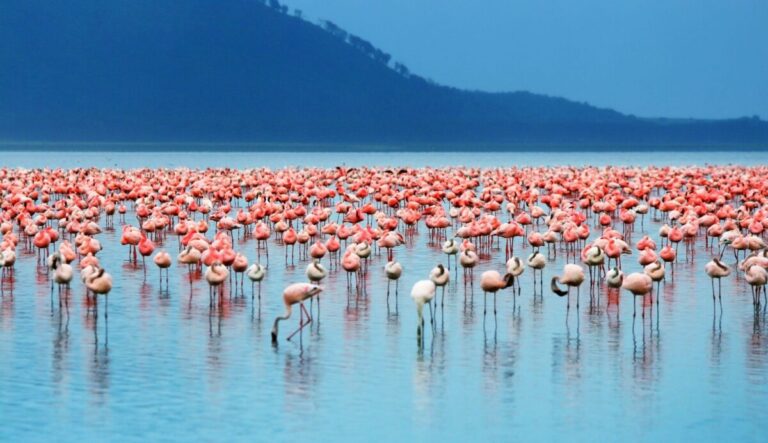 Lake Nakuru National Park Safari 2025