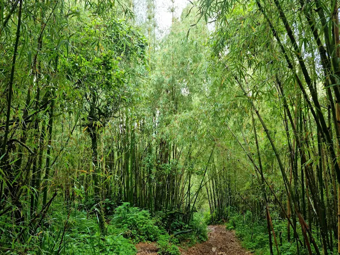 Elephant Hill