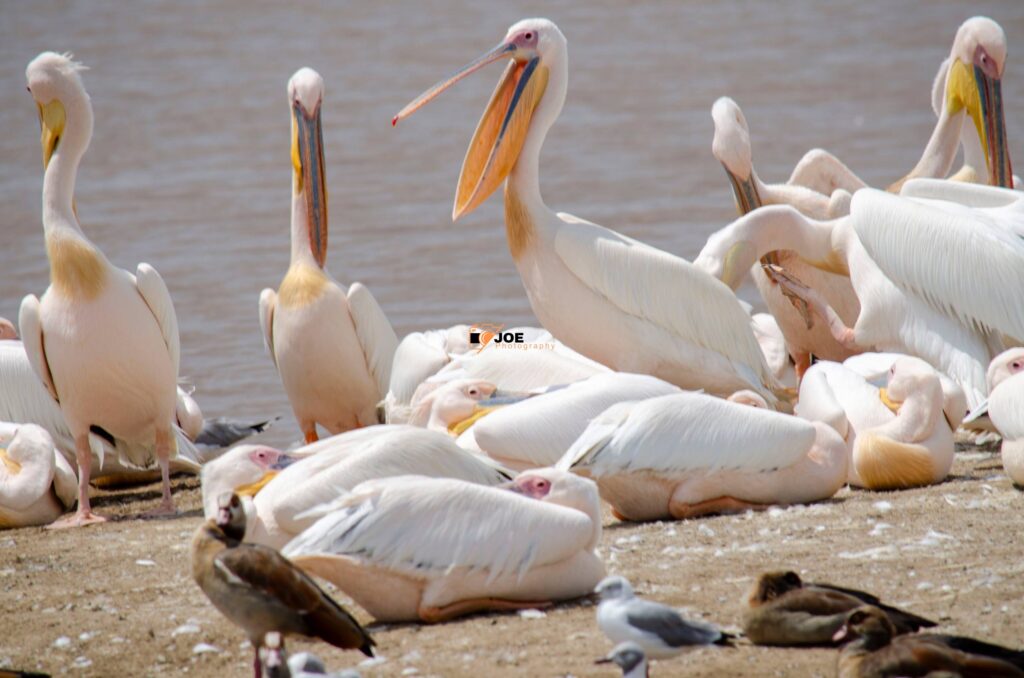 birding tours in lake nakuru