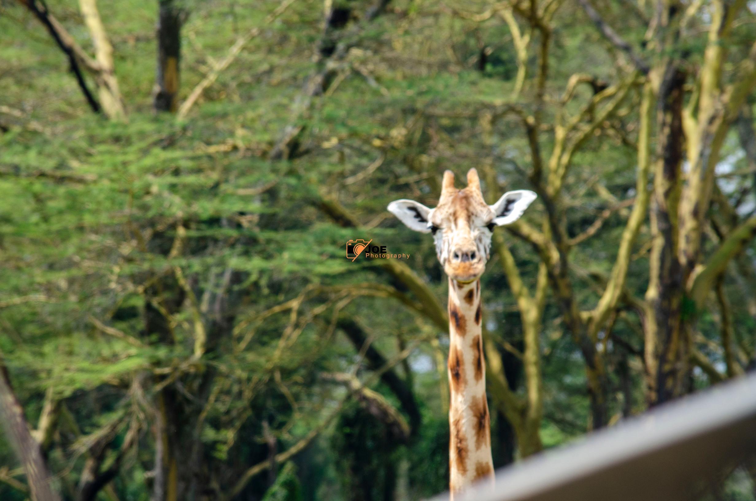 Wild Photography in Kenya