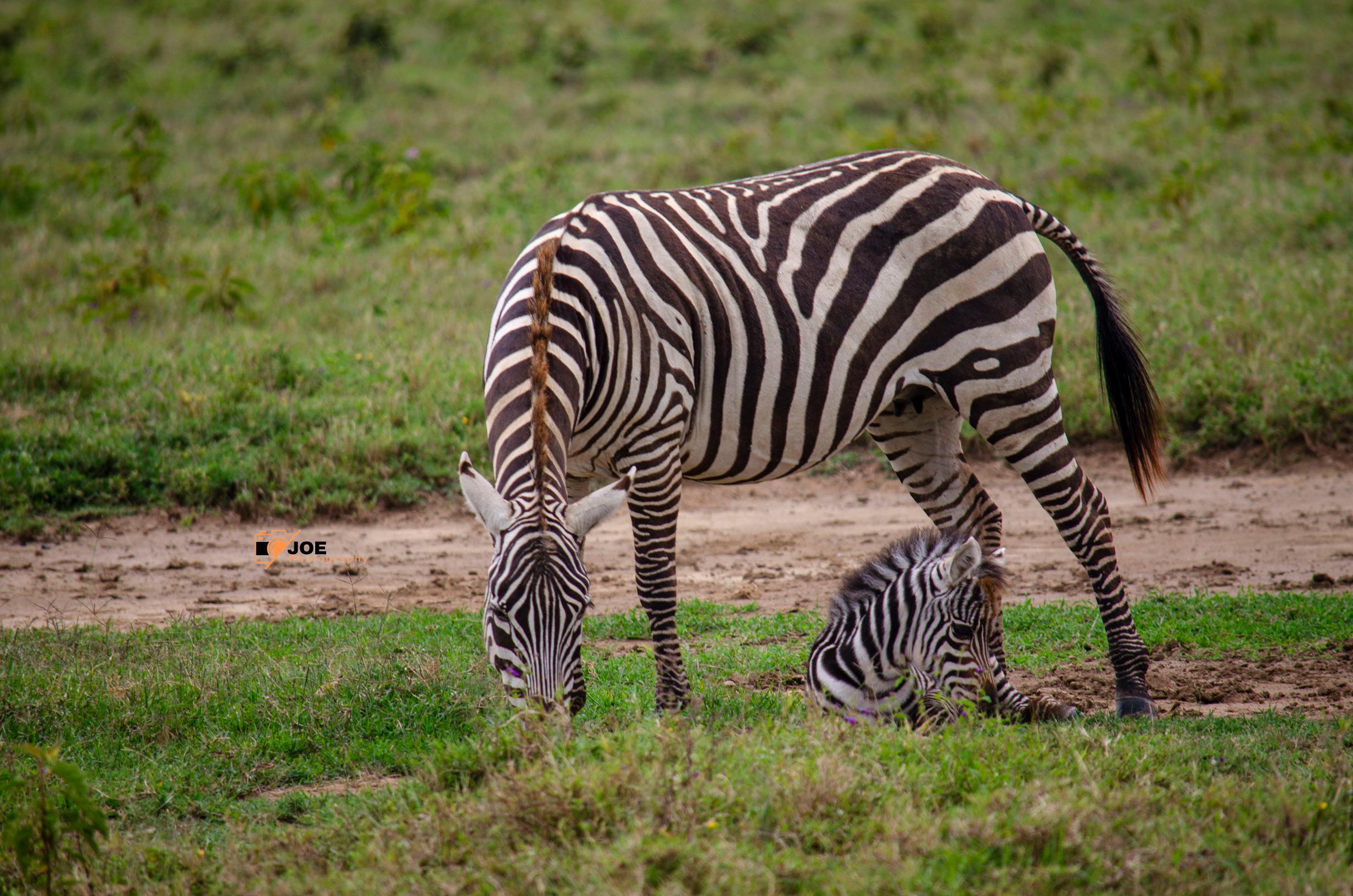 Wild Photography in Kenya