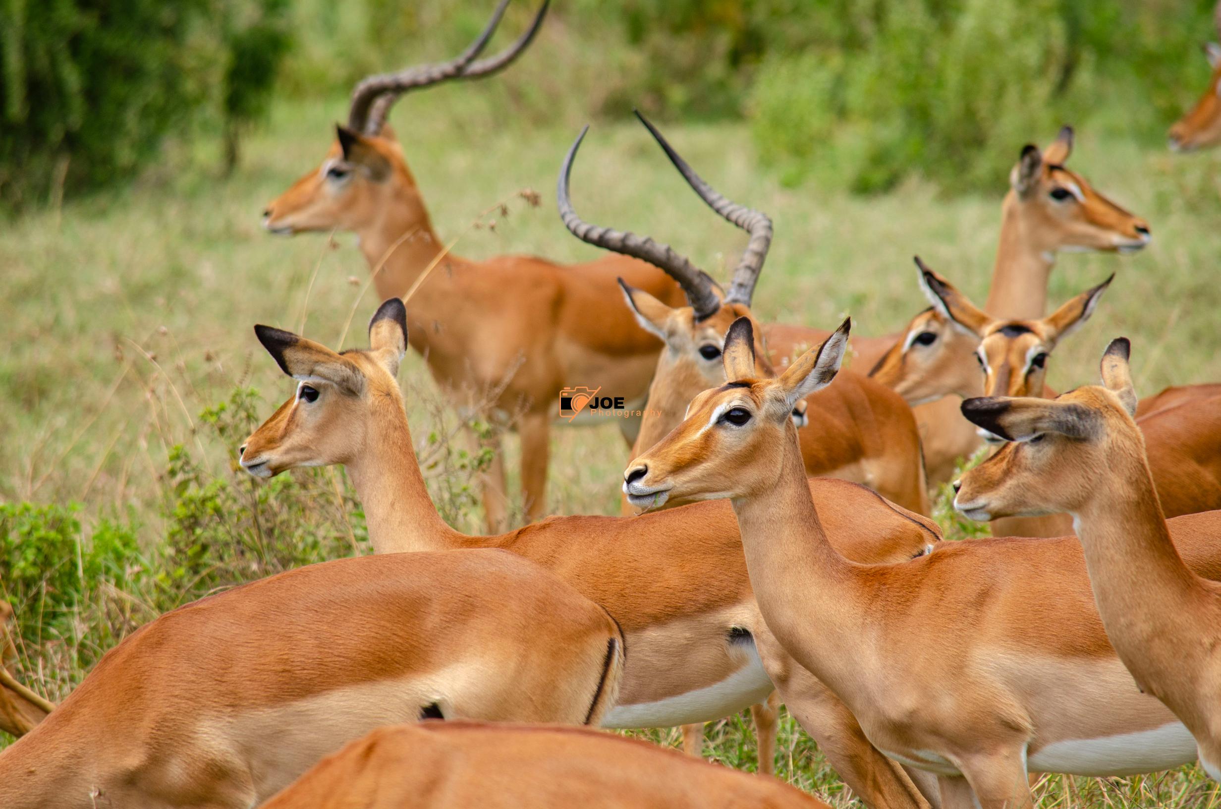 Wild Photography in Kenya