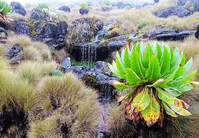 1 day Mount Kenya Day Trip Hike Sirimon Route- mt kenya vegetation