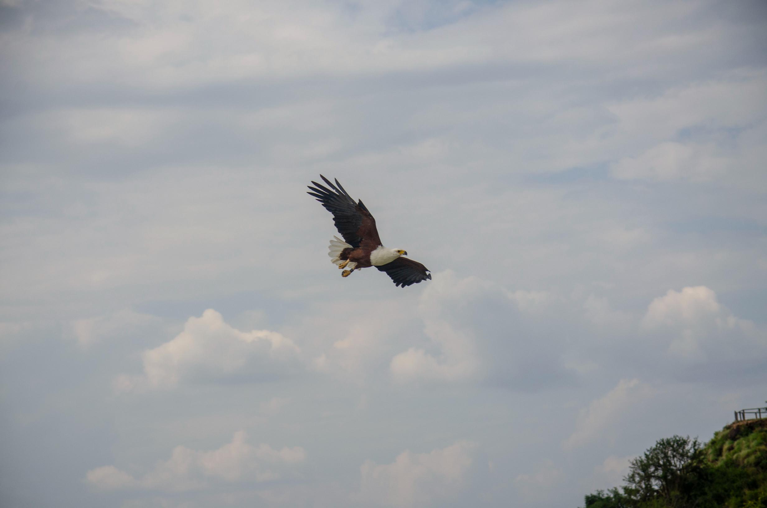 Bird Photography Tour in Kenya