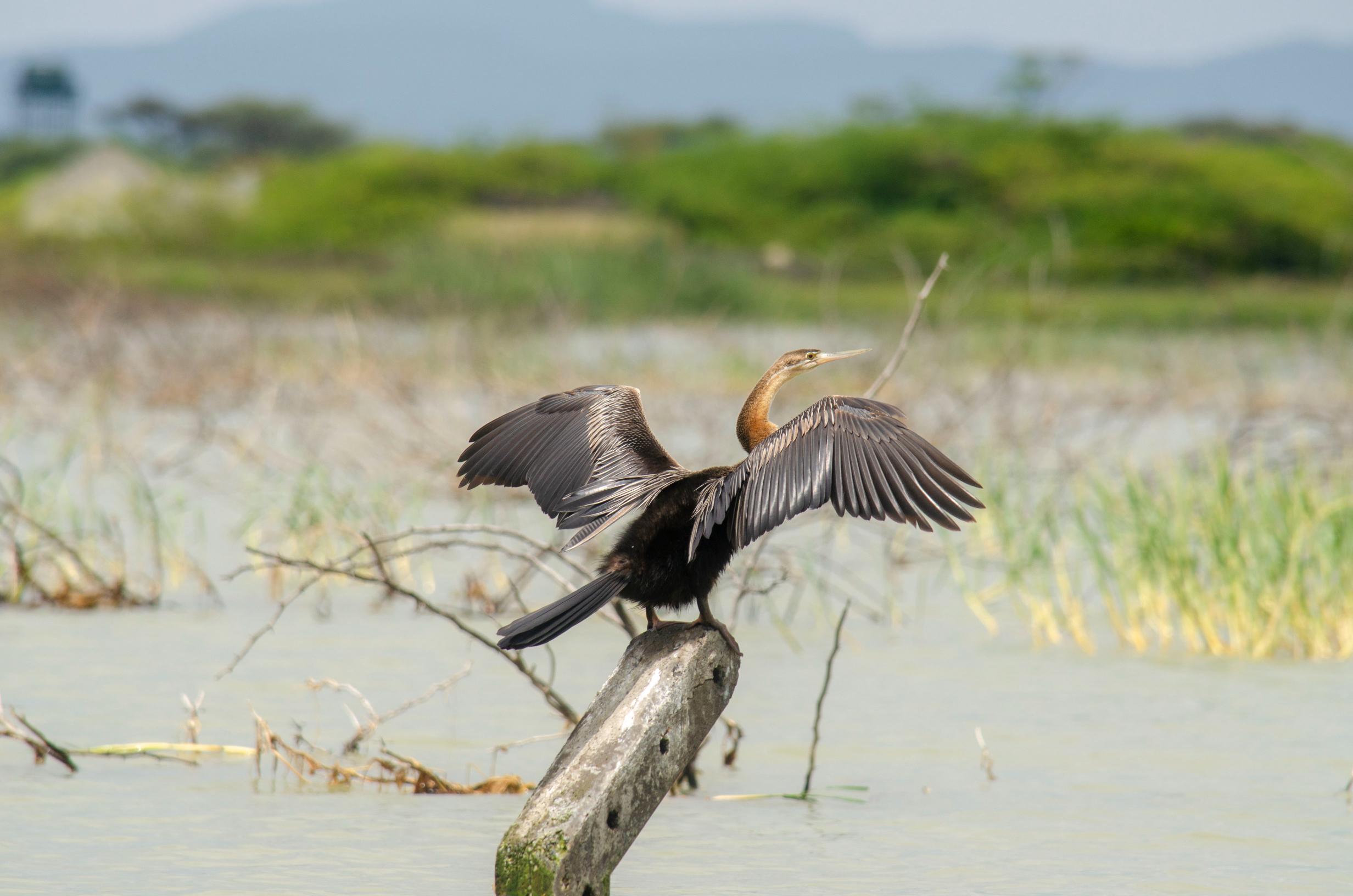 Birding Safaris in Kenya (1)