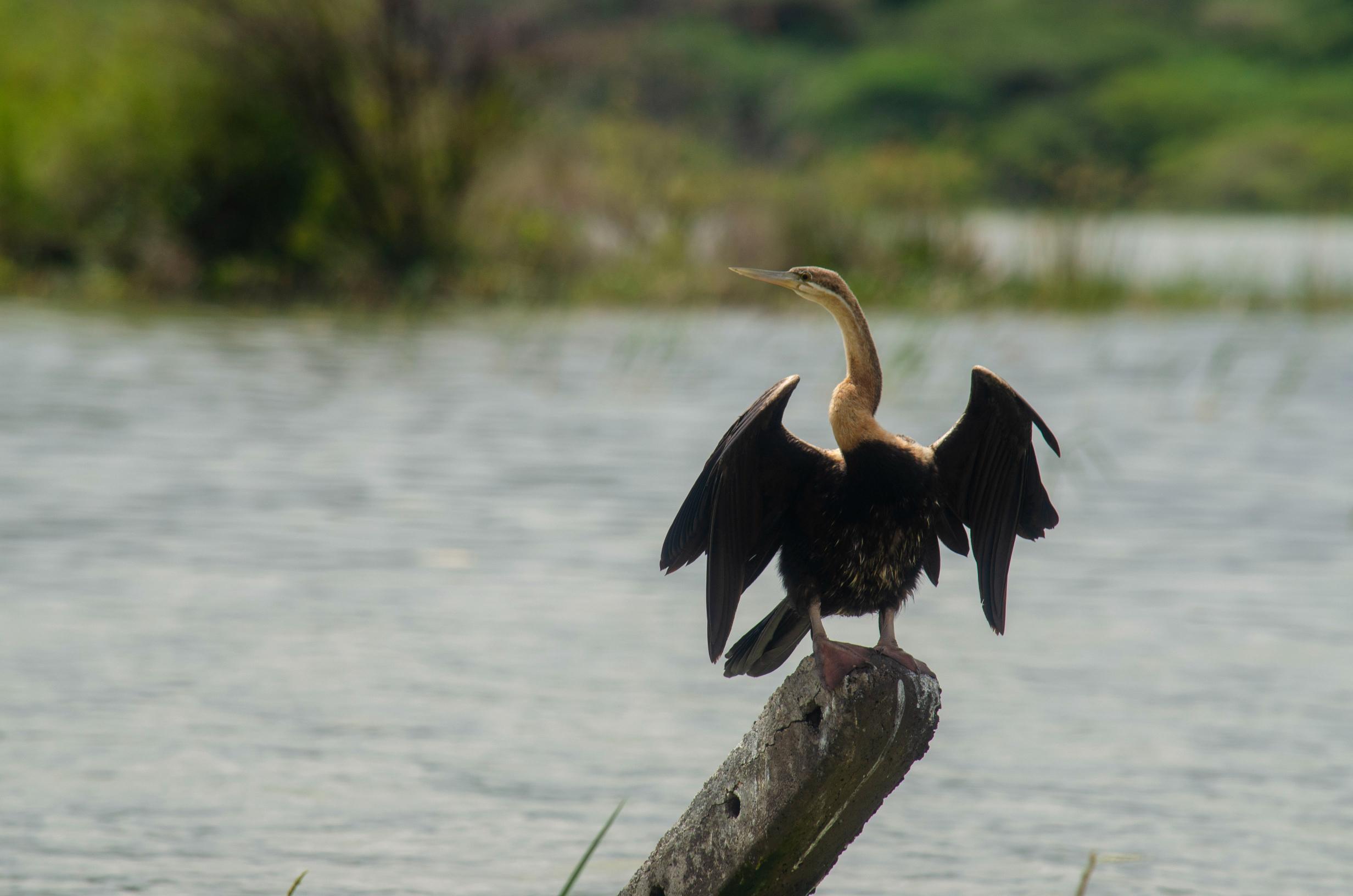 Birding Safaris in Kenya (2)