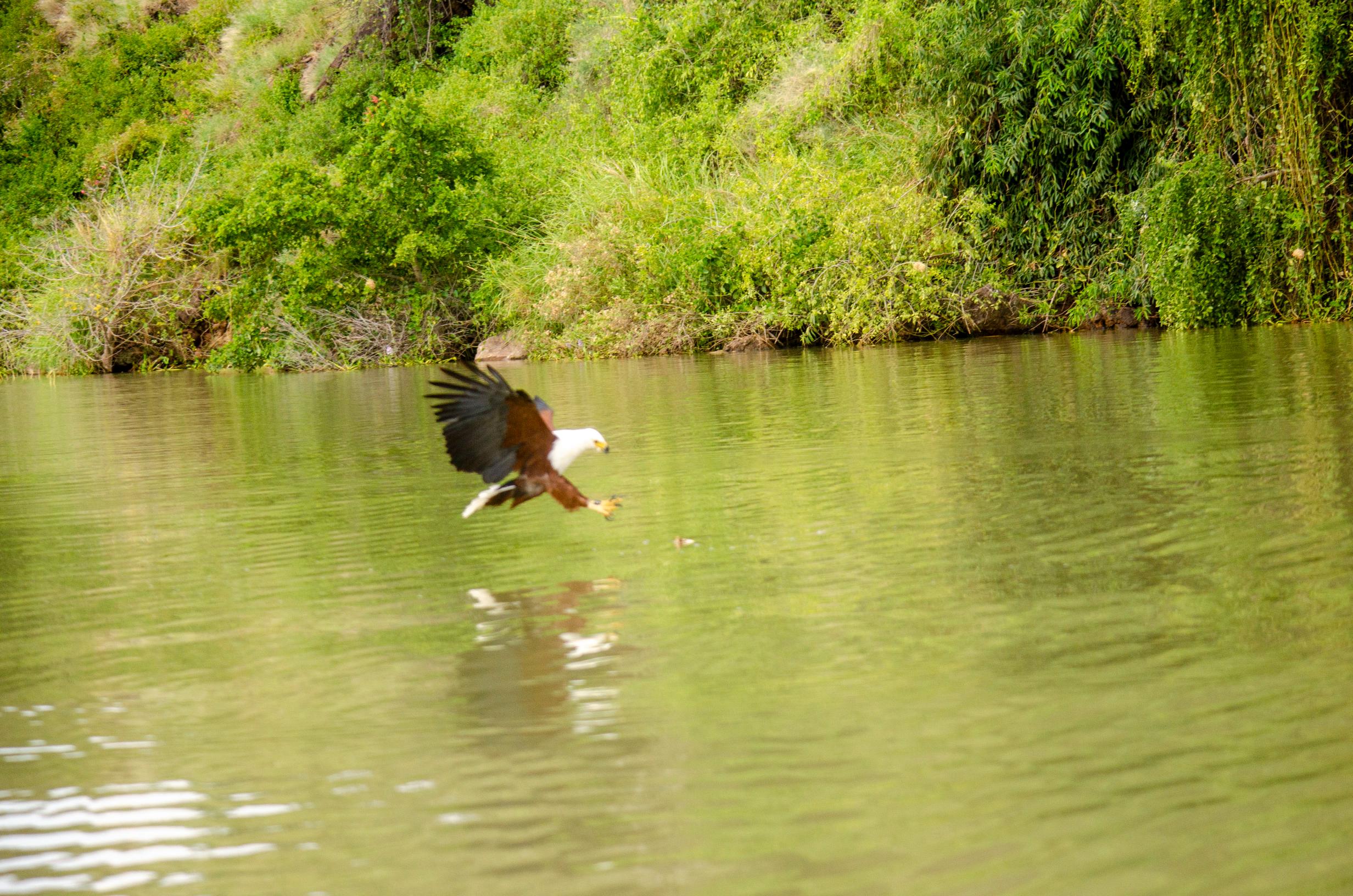 Birding Safaris in Kenya (4)