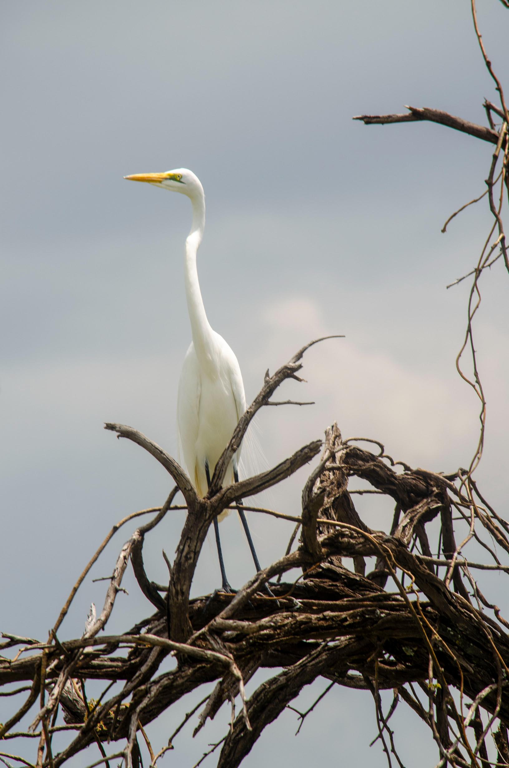 Birding Safaris in Kenya (5)