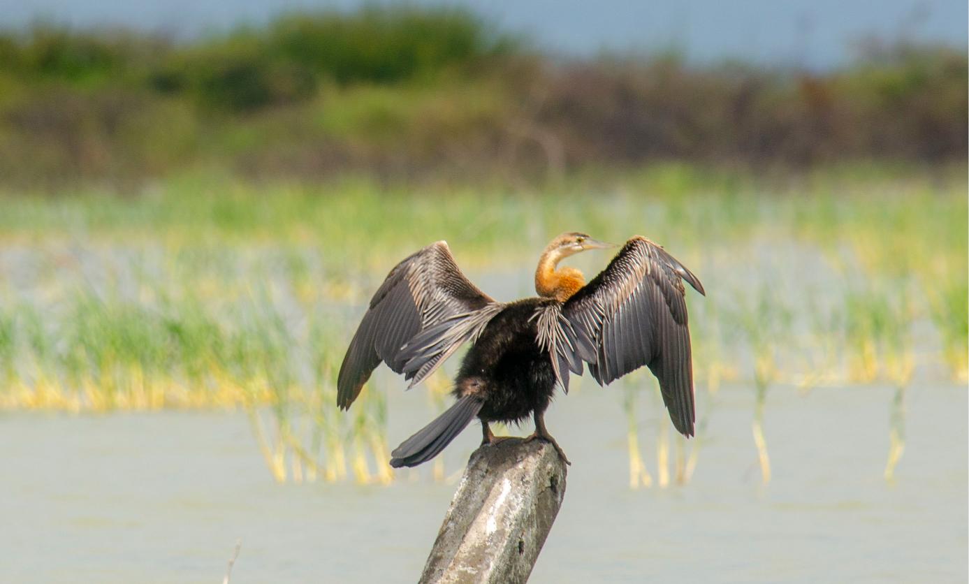 Birding Safaris in Kenya (6)