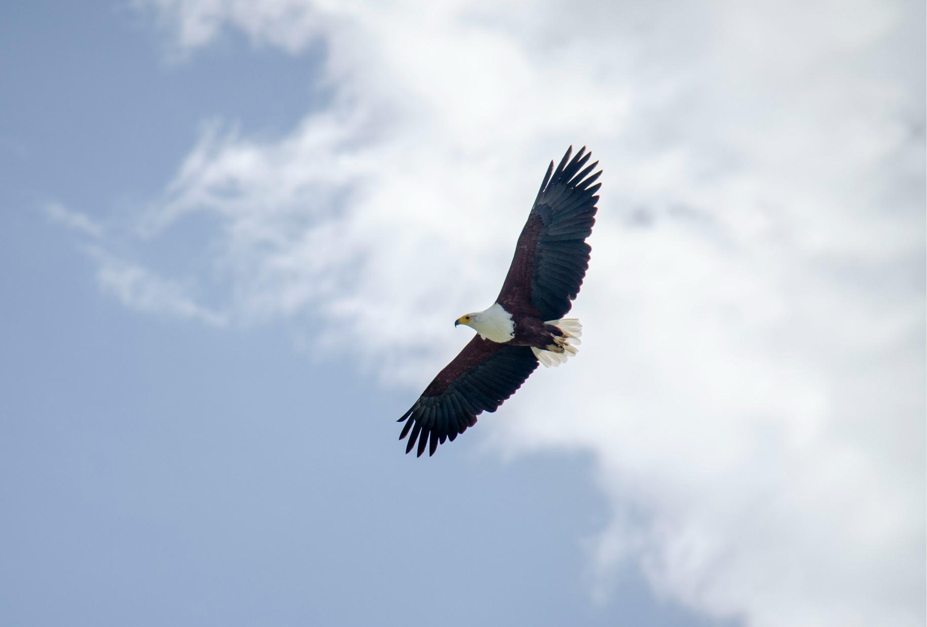 African Fish Eagle in Kenya