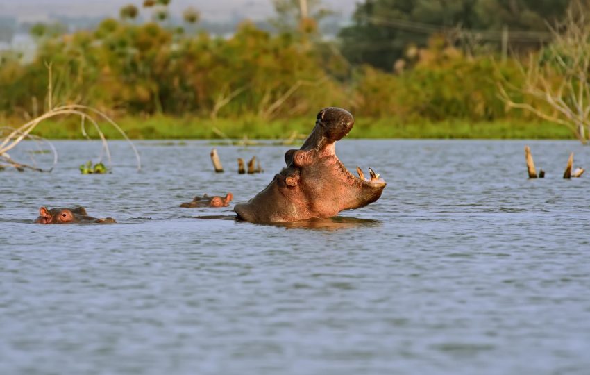 Lake Naivasha Christmas Holidays Packages