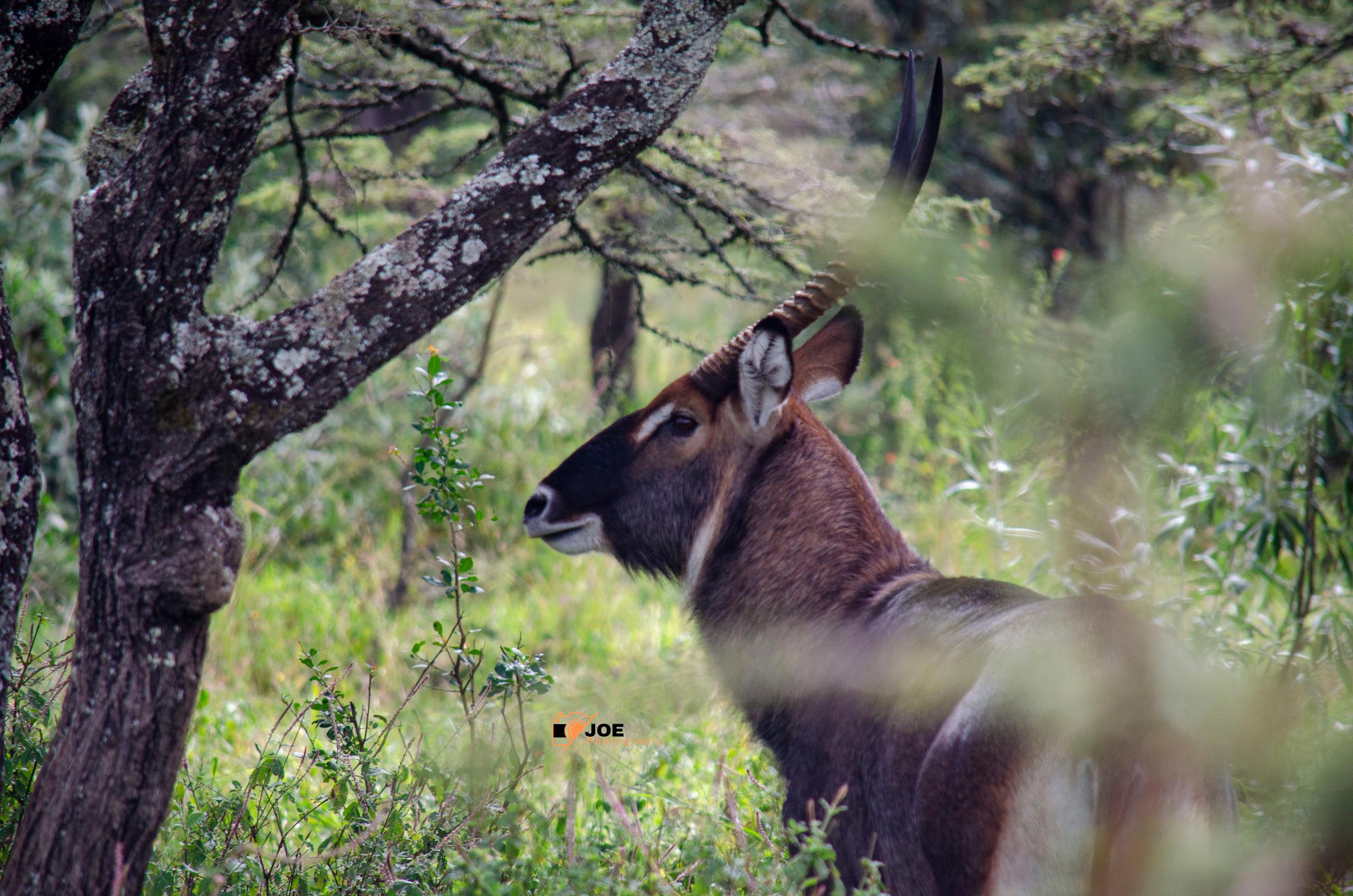 lake nakuru trip