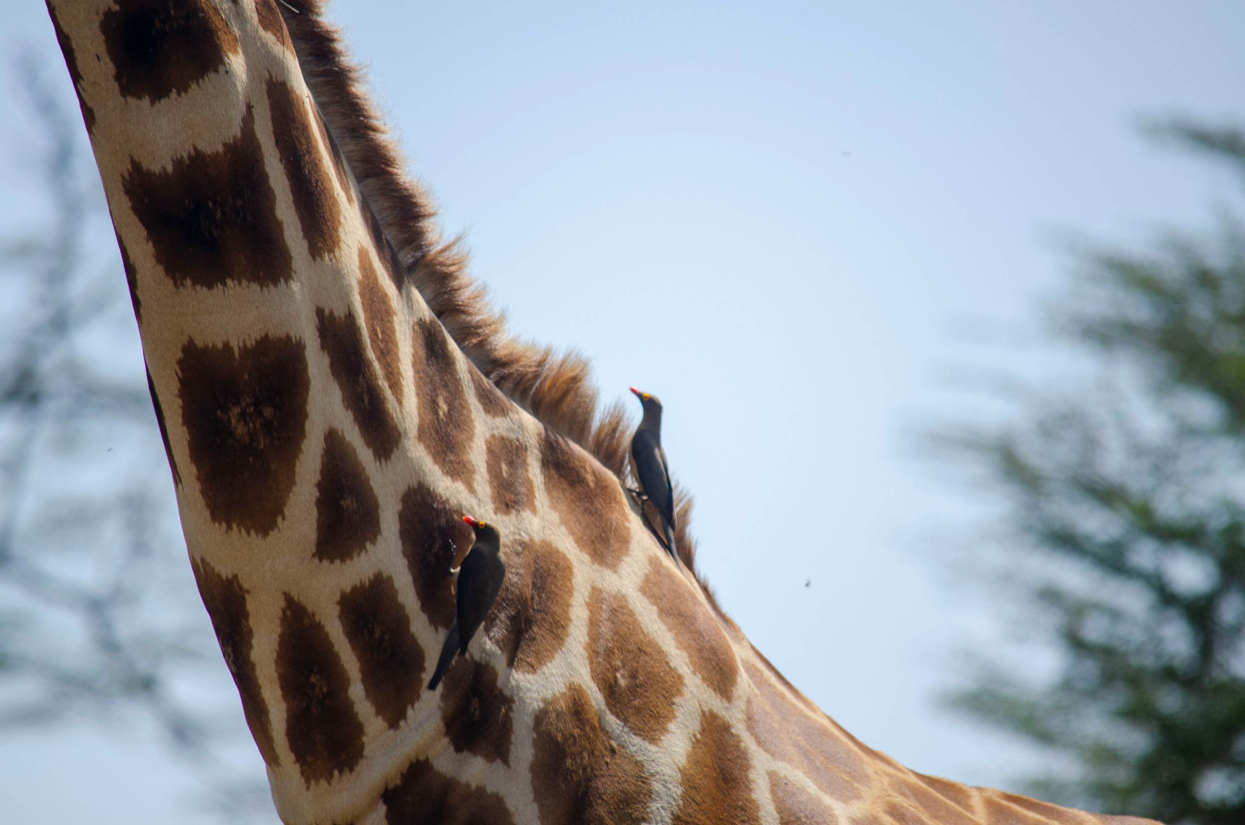 Dubai to Masai Mara with joe photography and safaris