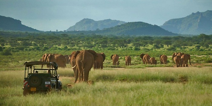 How to Book Samburu National Reserve Safari