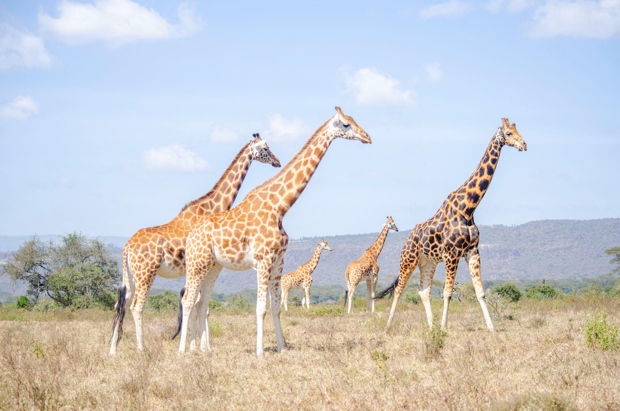 Kenya Safari Tours