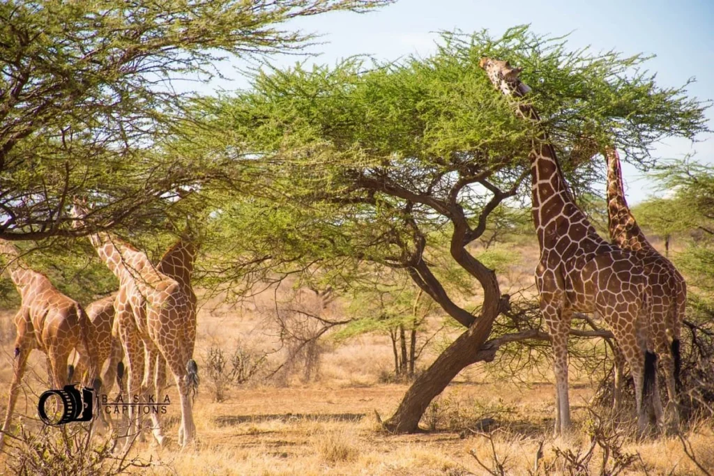 Samburu National Reserve Safari Package