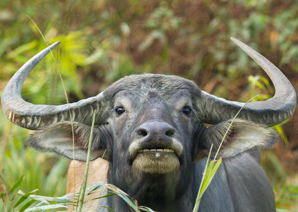 Buffalo Big Five in Kenya