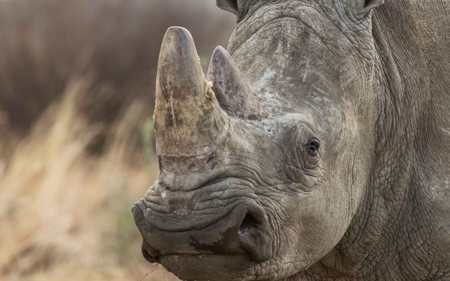Rhino Big Five in Kenya