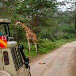 Safari & Wildlife Photography Tours in Kenya - safari videography services
