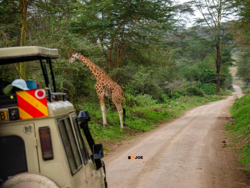 Safari & Wildlife Photography Tours in Kenya